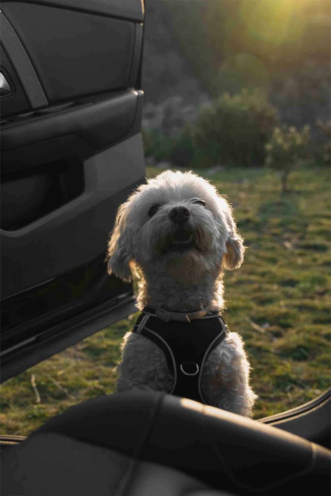 Bichón Maltes atardecer